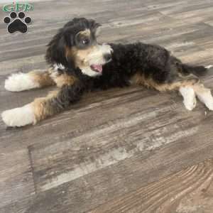 Kaylee (Micro Mini), Mini Bernedoodle Puppy